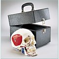 Denoyer-Geppert Anatomical Model, Prem Skull w/Painted & Labeled Muscles w/Case SK80PLC